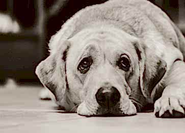 Köpeklerde Anemi Nedenleri Nelerdir?