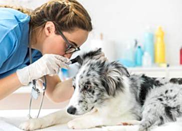 Köpeklerin Kulakları Nasıl Temizlenir?