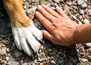 Kedi ve Köpeklerde Pati Şişmesi Neden Olur?