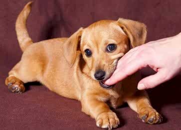 Köpeklerde Hazımsızlık Neden Olur, Belirtileri Nelerdir?