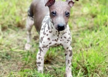 Amerikan Hairless Terrier Cinsi Köpek Özellikleri ve Bakımı