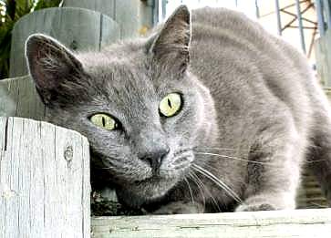 Kedi Gözü Sulanması Sebepleri ve Tedavi Yöntemleri Nelerdir ?