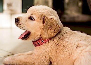 Yavru Köpekler Neden Isırır ve Isırmaları Nasıl Önlenir?