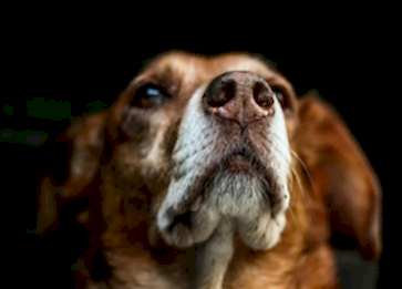 Köpeklerde Yaşlılık Dönemi: Yaşlanan Dostunuza Nasıl Bakmalısınız?