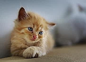 Kedi Beslenmesinde Doğru Bilinen Yanlışlar