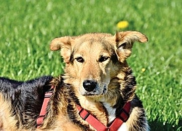 Köpek Sağlığı: Sık Görülen Hastalıklar ve Korunma Yolları