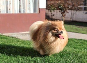 Pomeranian Boo Özellikleri Nedir ve Bakımı Nasıl Yapılır ?