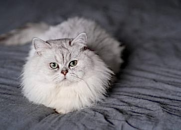 Chinchilla Cinsi Kedi Özellikleri ve Bakımı