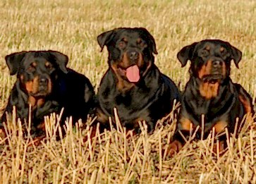Rottweiler Köpeklerinin Özellikleri ve Bakımı Nelerdir ?