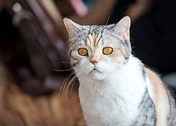 American Wirehair Cinsi Kedi Özellikleri ve Bakımı