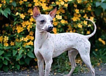 Farklı Köpek Irkları ve Karakter Özellikleri: Hangi Irk Size Uygun?