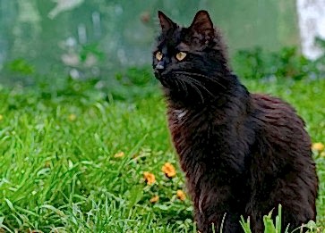 York Chocolate Cinsi Kedi Özellikleri ve Bakımı