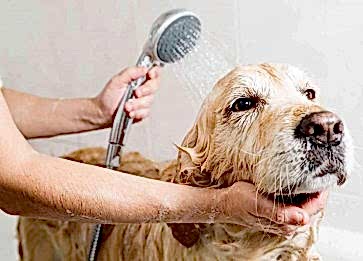 Köpekler Banyo Yapmaktan Hoşlanır mı?
