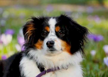 Köpeklerde Yaygın Sağlık Sorunları ve Önleme Yolları