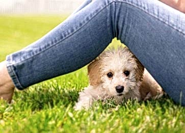 Yavru Köpeklerde Sosyalleşme ve Önemi
