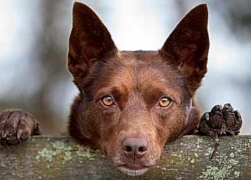 Köpeklerin Duygusal Zekası ve İnsanlarla Kurdukları Bağlar Nelerdir ?
