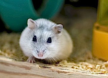 Hamster Çarkı Nedir? Ne İşe Yarar? Bakımı Nasıl Yapılır ?