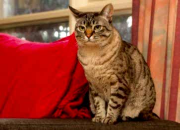 Australian Mist Cinsi Kedi Özellikleri ve Bakımı