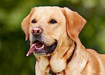 Köpeklerle Seyahat Sırasında Dikkat Edilmesi Gerekenler
