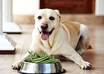 Köpeklerin En Sevdiği Yiyecekler Nelerdir ?
