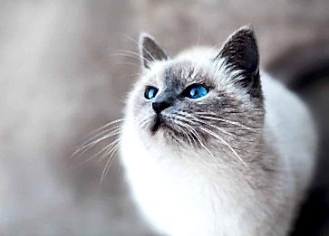 Kedi Konservesi Ne Sıklıkla Kullanılmalı?