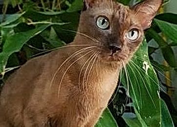 Wila Krungthep Cinsi Kedi Özellikleri ve Bakımı