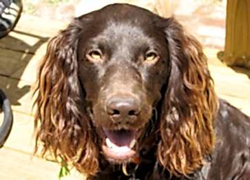 Boykin Spaniel Cinsi Köpek Özellikleri ve Bakımı