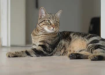Brazilian Shorthair Cinsi Kedi Özellikleri ve Bakımı