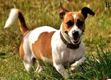 Köpekler Kuyruklarını Neden Isırır? Amaçları Nedir ?