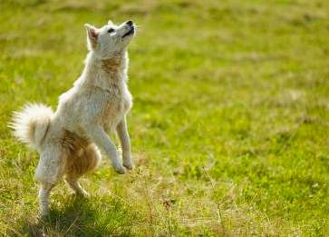 Farklı Köpek Irklarının Özellikleri ve Bakımı