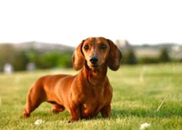 Dachshund Cinsi Köpek Özellikleri ve Bakımı
