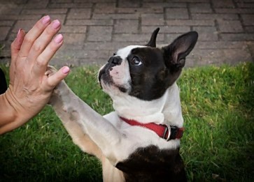 Köpeklerin Temel Davranışları Ve Anlamları