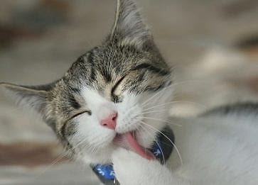 Yeni Bir Kedi Sahiplenmeden Önce Bilmeniz Gerekenler