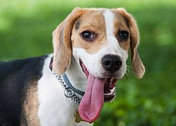 Köpeklerde En Fazla Görülen 4 Hastalık ve Belirtileri