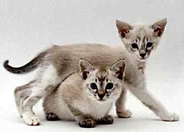 Tonkinese Cinsi Kedi Özellikleri ve Bakımı
