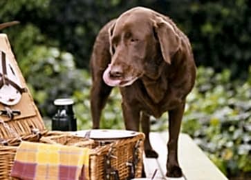 Köpeklerde Sağlıklı Beslenme: Doğru Mama Nasıl Seçilir?