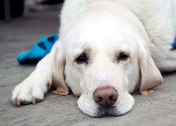 Köpeklerde Davranış Problemleri: Sebepler ve Çözüm Önerileri