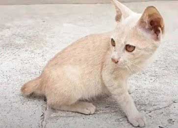 Thai Lilac Cinsi Kedi Özellikleri ve Bakımı