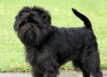 Affenpinscher Cinsi Köpek Özellikleri ve Bakımı