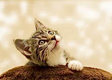 Kedi Maması Seçiminde Nelere Dikkat Etmeliyiz ?