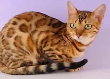 Ocicat Cinsi Kedi Özellikleri ve Bakımı