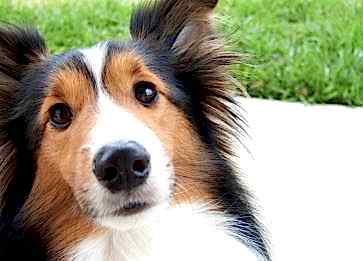 Shetland Çoban Köpeği Cinsi Köpek Özellikleri ve Bakımı