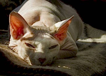 Sphynx Kedi Maması Seçiminde Nelere Dikkat Edilmelidir?