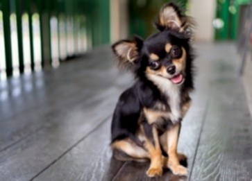 Chihuahua Cinsi Köpek Özellikleri ve Bakımı