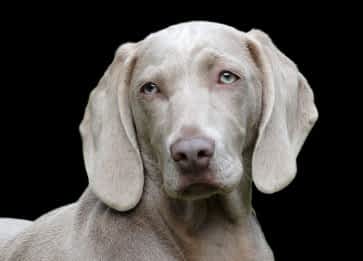 Köpek Sahiplenirken Dikkat Edilmesi Gerekenler