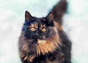Tortoiseshell Cinsi Kedi Özellikleri ve Bakımı