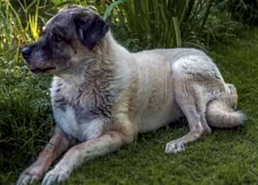 Köpeklerde Tüy Bakımı: Parlak ve Sağlıklı Tüyler İçin İpuçları