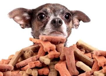 Köpeğime Ödül Mamasını Ne Zaman Vermeliyim?