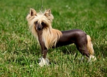 Tüysüz Çin Köpeği (Chinese Crested) Cinsi Köpek Özellikleri ve Bakımı