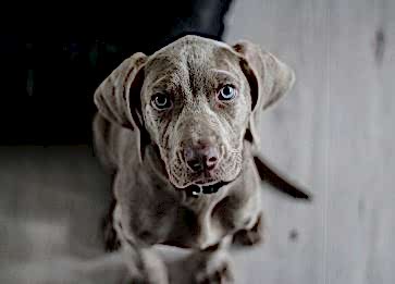 Köpeklerde Mama Değişimi ve Zararları